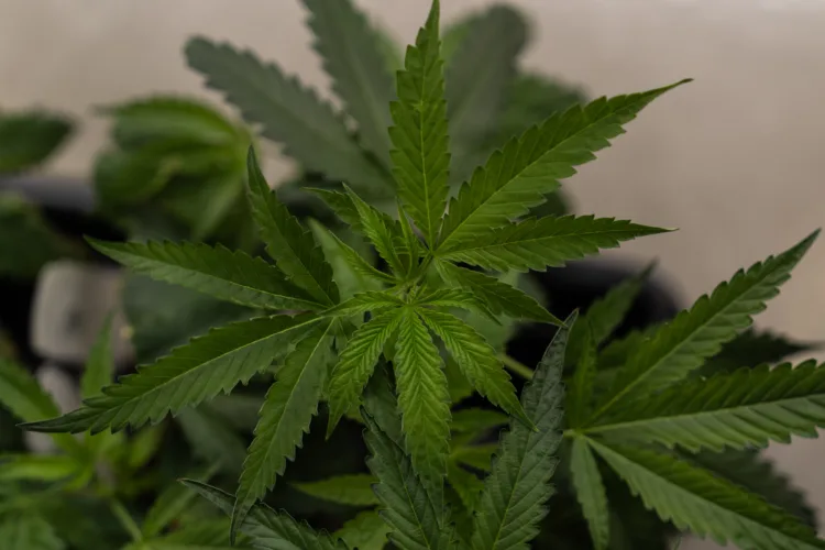 How marijuana use impacts the health of people under 21
